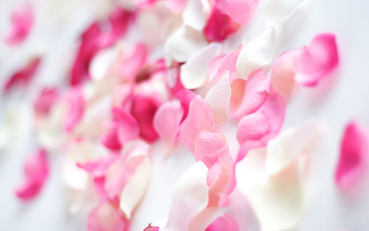 Розовые цветки орхидеи, розовые и белые лепестки, розовые цветы, орхидея, HD обои