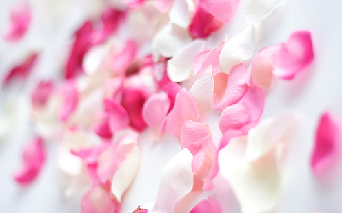 ピンクの蘭の花、ピンクと白の花びら、ピンク、花、蘭、 HDデスクトップの壁紙 HD wallpaper