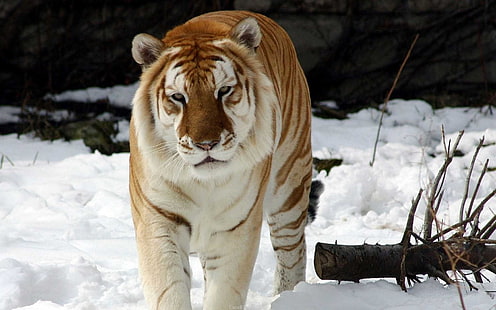 Бенгалски тигър, тигър, бенгалски тигър, HD тапет HD wallpaper