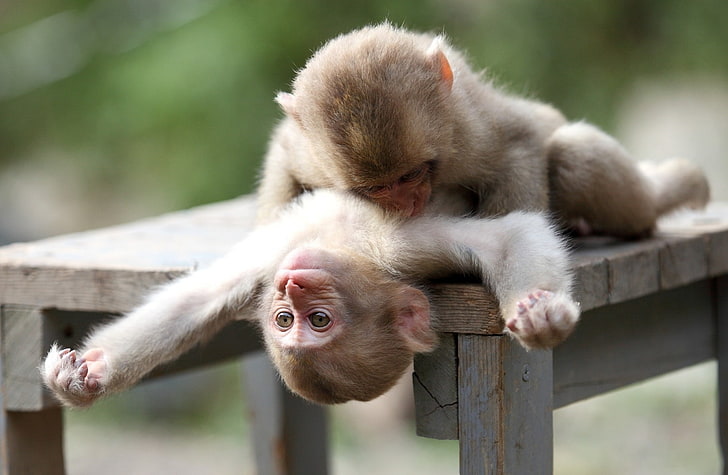 Baby Monkeys Playing HD wallpapers free download | Wallpaperbetter