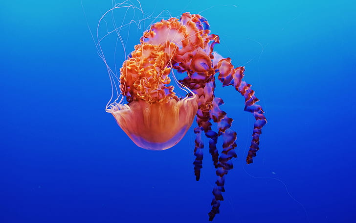 Jellyfish in Monterey Bay Aquarium 4K, Jellyfish, Bay, Monterey, Aquarium, HD wallpaper