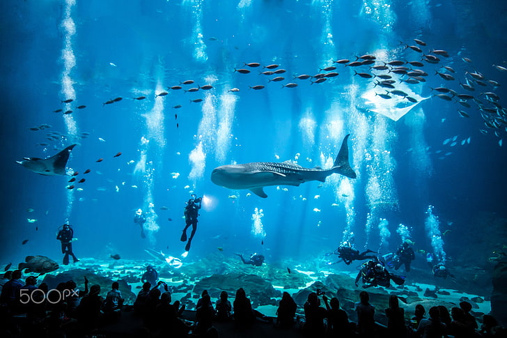 tubarão-baleia cinza, aquário, peixe, animais, tubarão-baleia, raias, mergulho, HD papel de parede