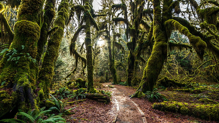 Nature Landscape Forest Trees Covered With Green Moss Forest Trail 3840×2160, HD wallpaper