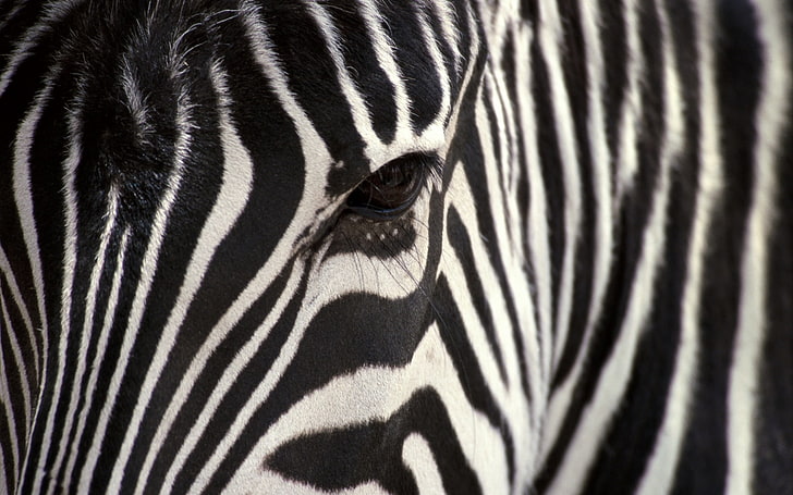 zebra in bianco e nero, zebra, occhio, strisce, Sfondo HD