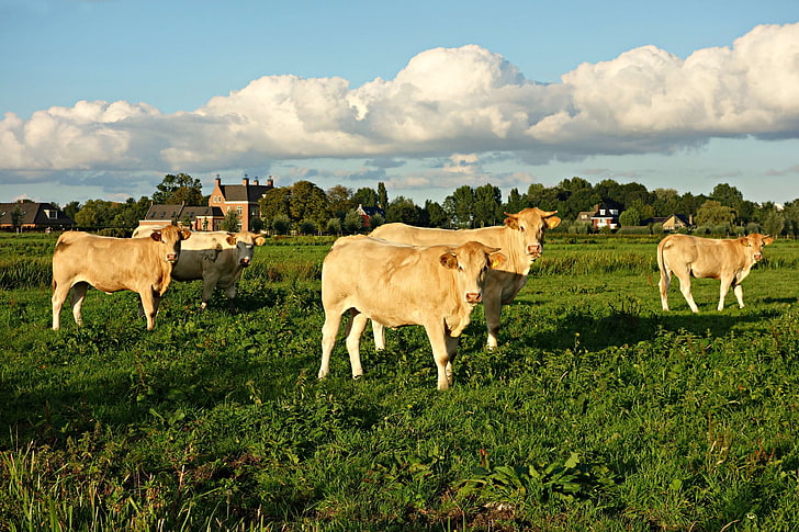 動物、牛、牛、田舎、牛、草、群れ、家畜、哺乳類、牧草地、牧草地、農村、 HDデスクトップの壁紙