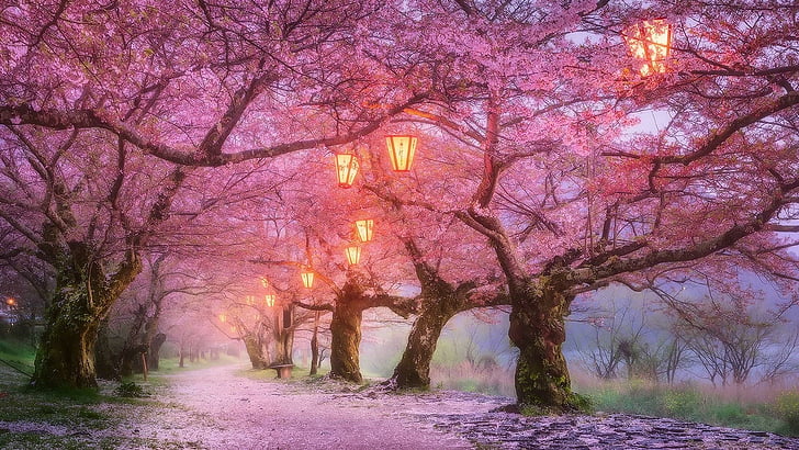 iwakuni, Япония, черешов цвят, април, пролет, природа, цвят, пътека, пътека, фенери, фенер, алея, алея на дърво, романтичен, река Нишики, Азия, HD тапет