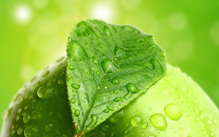 green leaf, leaf, drop, apple, HD wallpaper