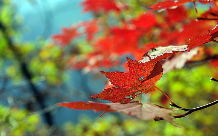 أوراق الخريف الجميلة ، ورقة الشجر، خلفية HD