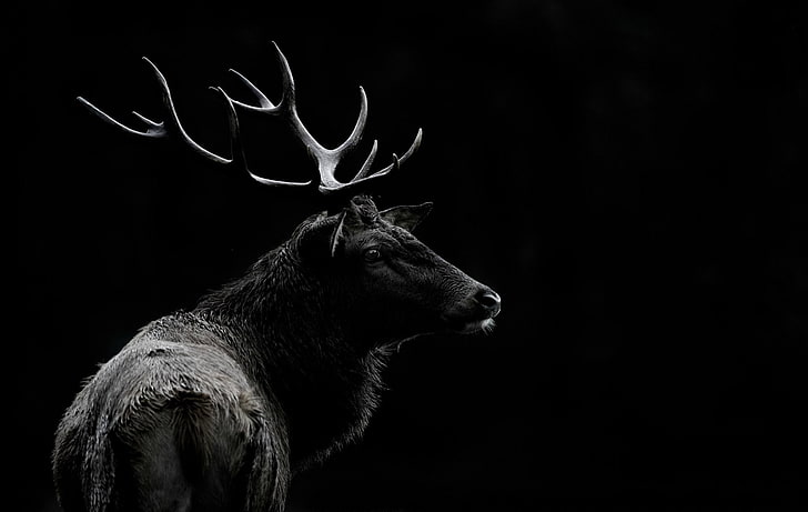 動物、鹿、白黒、 HDデスクトップの壁紙