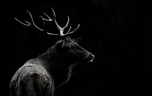 Животно, елен, черно и бяло, HD тапет HD wallpaper