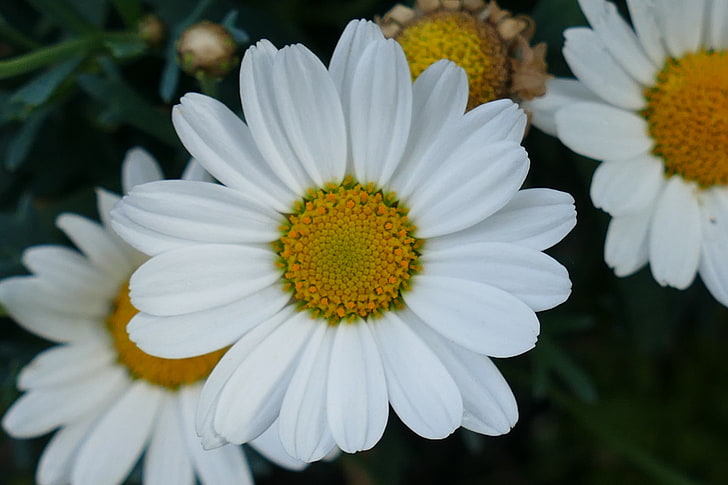 vita och gula blommor, daisy, blommor, kronblad, närbild, HD tapet