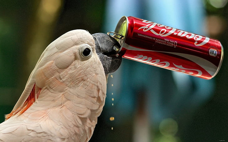 Bere pappagallo Coca-Cola, Cacatua, pappagallo, coca-cola, sete, banca, divertente, Sfondo HD