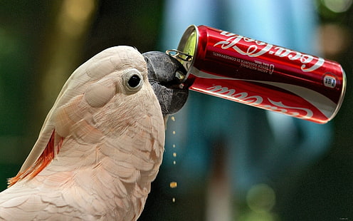Papağan içki Coca-Cola, Kakadu, papağan, coca-cola, susuzluk, banka, Komik, HD masaüstü duvar kağıdı HD wallpaper