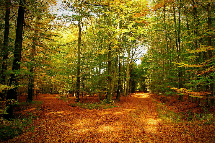 Alberi forestali di autunno, autunno, foresta, alberi, traccia, foglie, natura, foto, Sfondo HD