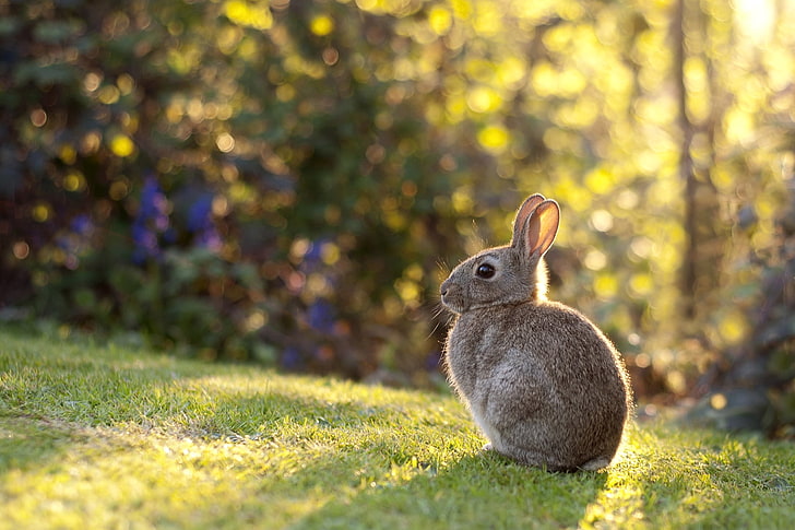brown rabbit, rabbit, grass, sunlight, HD wallpaper