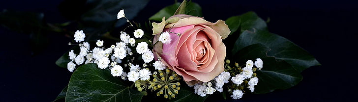transparent, piękny, kwiat, kwitnąć, flora, kwiat, zapach, Powitanie, karta z pozdrow, łyszczec, nagłówek, miłość, szczęście, małżeństwo, ceremonia zaślubin, poślubić, Natura, płatki, różowy, roślina, obietnica, romans, romantyczny, róża, ro, Tapety HD
