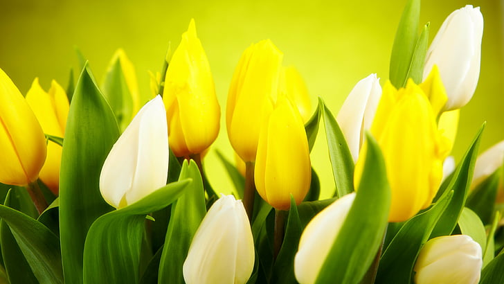 yellow and white petaled flowers, Tulip, 4k, HD wallpaper, spring, flower, yellow, HD wallpaper