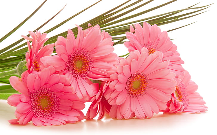 Gerbera pink flowers, Gerbera, Pink, Flowers, HD wallpaper