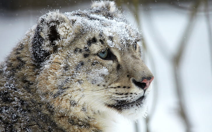 Léopard des neiges, visage, œil, prédateur, neige, Neige, léopard, visage, œil, prédateur, Fond d'écran HD