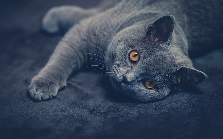 Русская голубая кошка, кошка, животные, британская короткошерстная, HD обои