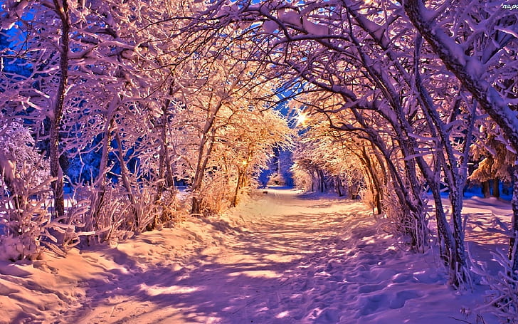 Winter, park at night, snow, trees, road, lights, Winter, Park, Night, Snow, Trees, Road, Lights, HD wallpaper