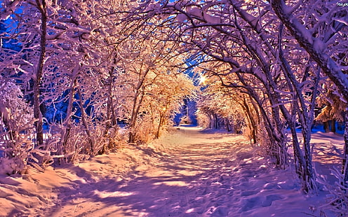 Invierno, parque por la noche, nieve, árboles, camino, luces, invierno, parque, noche, nieve, árboles, camino, luces, Fondo de pantalla HD HD wallpaper