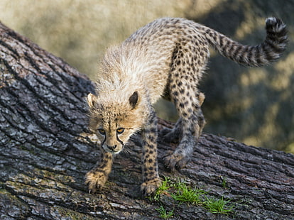 Bayi Cheetah, hewan cheetah, bayi, predator, kucing liar, kitty, cub, pose, permainan, Cheetah, Wallpaper HD HD wallpaper