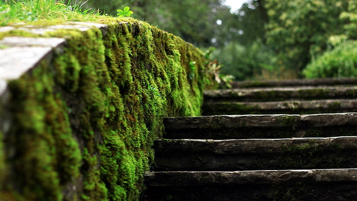 muschio verde, foto del primo piano di muschio sul lato delle scale di cemento, muschio, sfocato, profondità di campo, natura, Sfondo HD