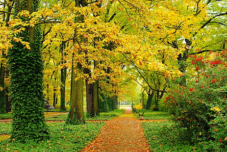 Parc automne avec feuilles jaunes, automne, parc, arbres, feuilles, jaune, vert, chemins, bancs, allée, feuillage, Fond d'écran HD HD wallpaper
