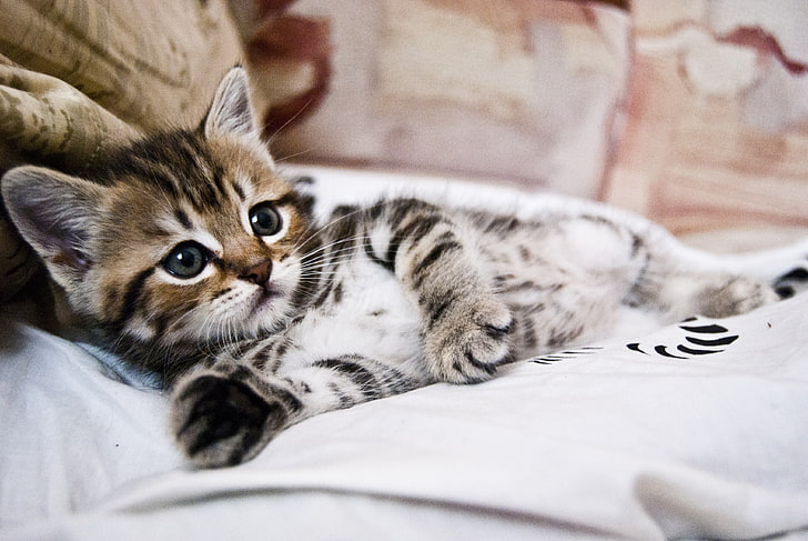 brown tabby kitten, kitten, lying, striped, small, cute, HD wallpaper