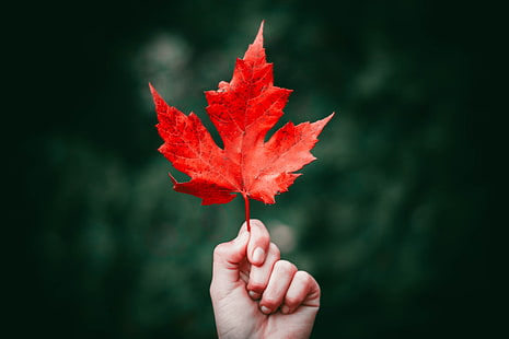червен кленов лист, клен, лист, есен, ръка, HD тапет HD wallpaper