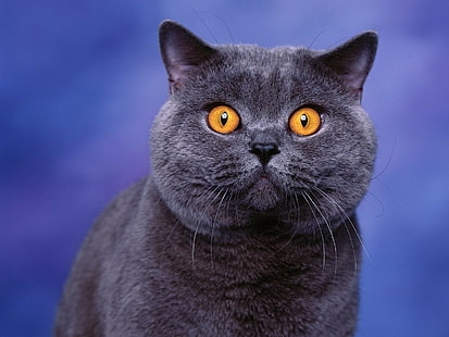 blue, British shorthair, cat, animals, HD wallpaper HD wallpaper
