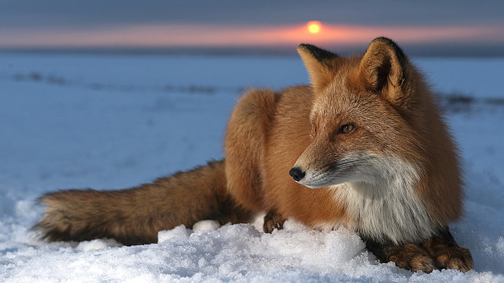 brown fox, the sun, snow, sunset, muzzle, Fox, skin, fur, predator, HD wallpaper