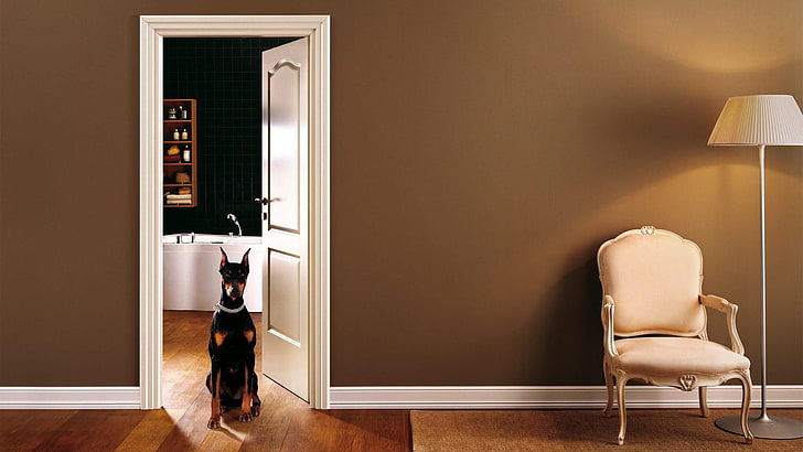 room, furniture, home, interior design, wall, floor, door, dog, flooring, living room, chair, lamp, HD wallpaper