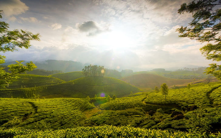 Munnar Hills Kerala Indien, Hügel, Indien, Munnar, Kerala, HD-Hintergrundbild