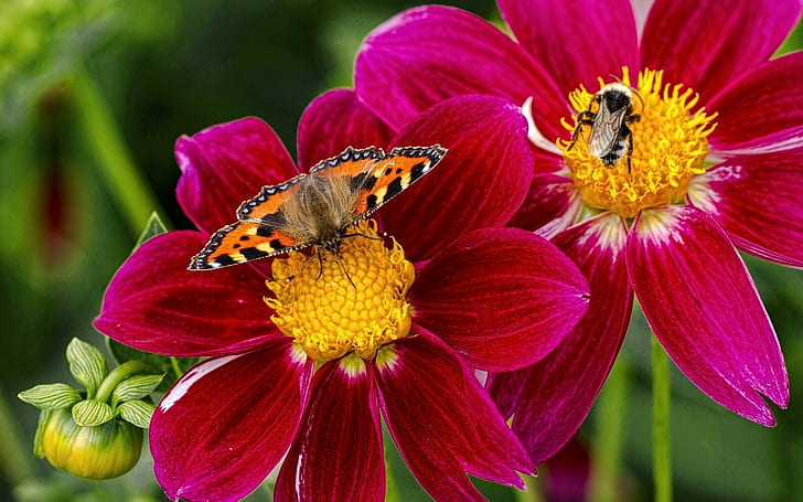Butterfly, bee, insects, purple flowers, dahlia, Butterfly, Bee, Insects, Purple, Flowers, Dahlia, HD wallpaper