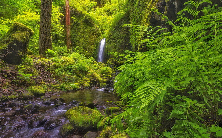 Дефиле на река Колумбия Орегон САЩ Буйна зелена растителност Папрат Покрити скали със зелен мъх Wallpaper Hd 2560 × 1600, HD тапет