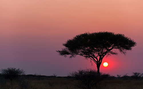 エトーシャ国立公園ナミビア、旅行、アフリカ、自然、風景、日没、ツリー、ナミビア、エトーシャ、アカシア、エトーシャ国立公園、クネネ、オカウケジョ、編み枝細工、 HDデスクトップの壁紙 HD wallpaper
