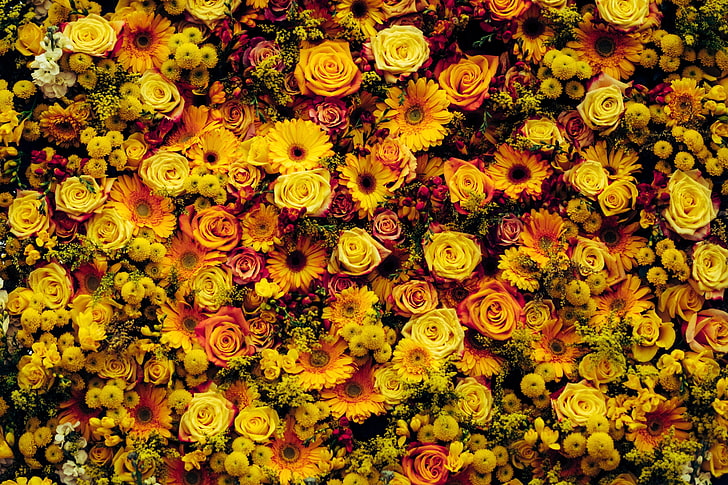 rosas y margaritas amarillas y anaranjadas, flores, composición, alfombra floral, Fondo de pantalla HD