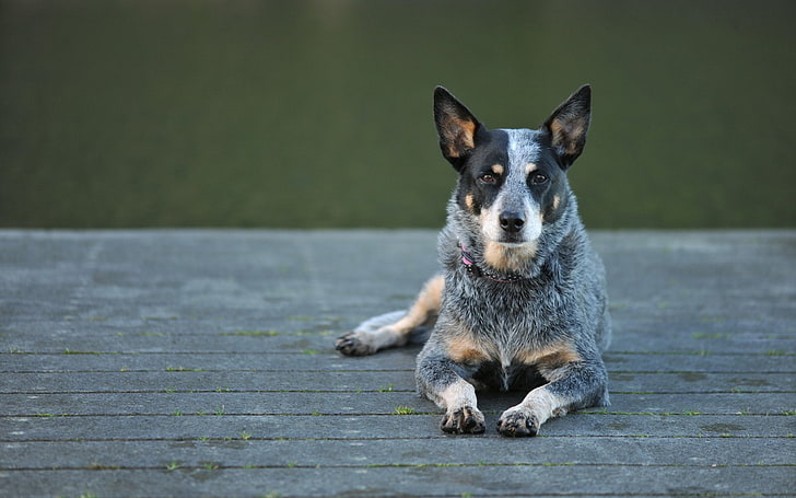 cão cão australiano, HD papel de parede