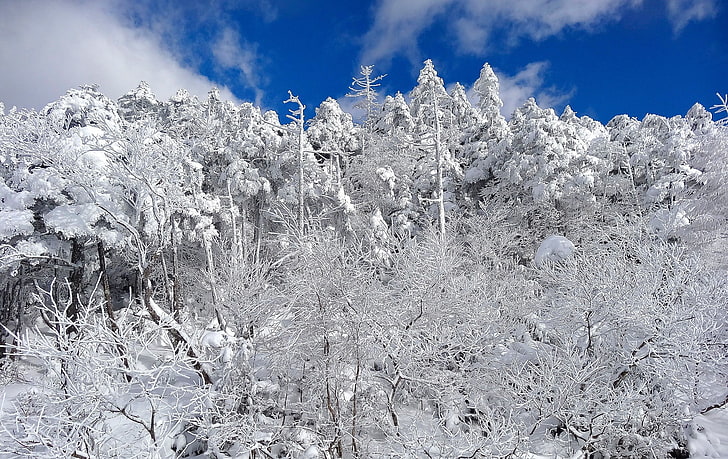 trees, winter, snow, landscape, HD wallpaper