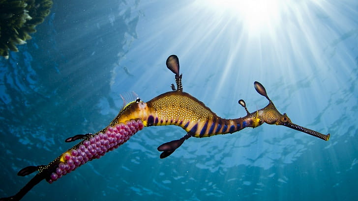 животни морски кончета подводни слънчеви лъчи, HD тапет
