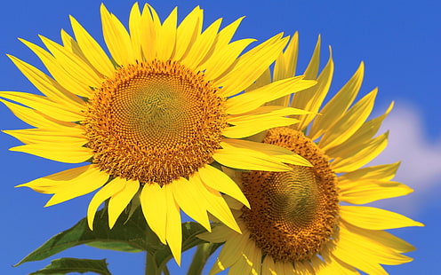 Sonnenblumen, Blütenblätter, blauer Himmel, Sonnenblumen, Blütenblätter, Blau, Himmel, HD-Hintergrundbild HD wallpaper