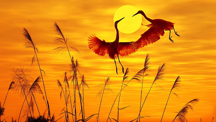 sky, silhouette, sunrise, flower, wildlife, sunset, grass, bird, calm, crane, HD wallpaper