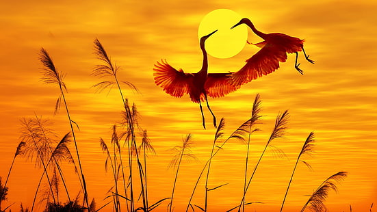 ท้องฟ้าเงาพระอาทิตย์ขึ้นดอกไม้สัตว์ป่าพระอาทิตย์ตกหญ้านกสงบเครน, วอลล์เปเปอร์ HD HD wallpaper
