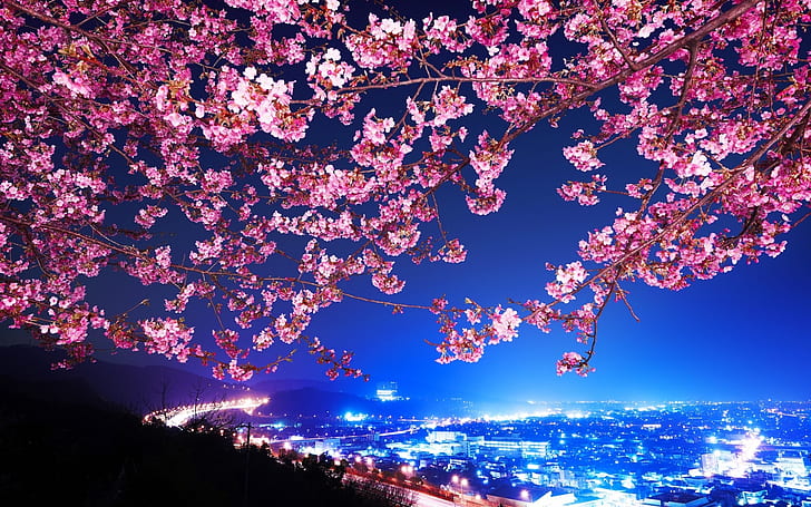 Прекрасный вишневый цвет, огни города, небо, пейзаж, фон, HD обои