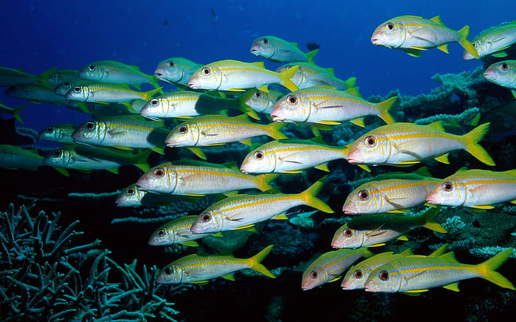 Grupper av fisk undervattensvärld, fisk, undervattens-, hav, HD tapet