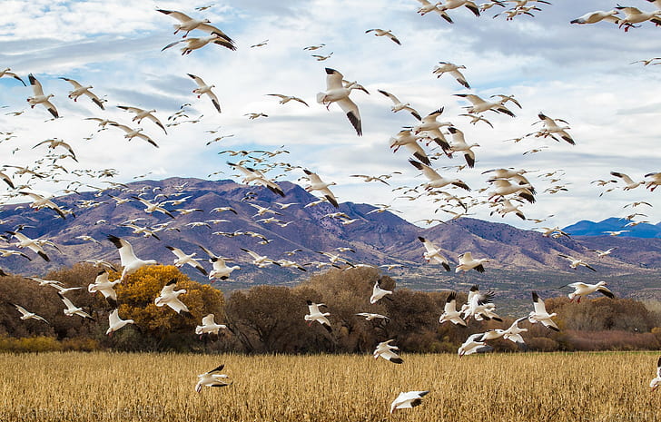 Birds flock goose, flock of white-and-black birds, Birds, flock, goose, duck, flight, Nature, field, sky, HD wallpaper