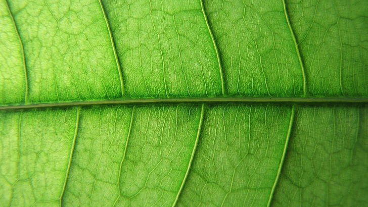 マクロ緑の葉脈HD、自然、マクロ、緑、葉、静脈、 HDデスクトップの壁紙