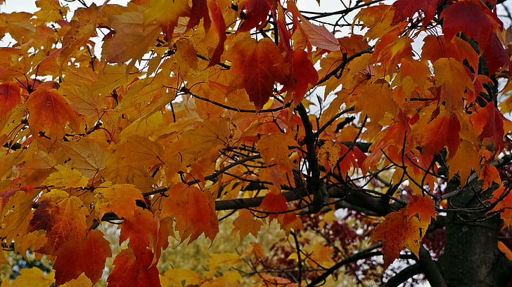 Bunter Herbst, schöner Herbst, bunter Herbst, Herbstfarben, bunter Herbst, Herbstfarben, HD-Hintergrundbild
